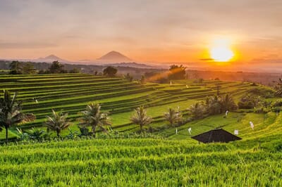 Pupuan Rice Terrace and North Bali Tour